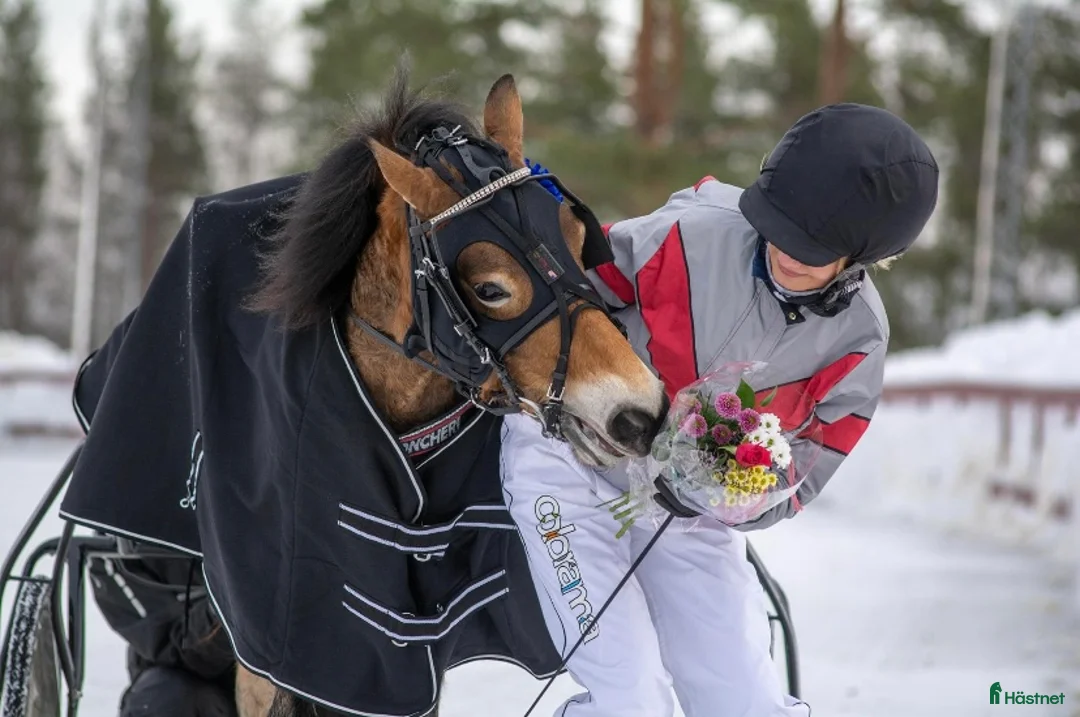 Trav hästar till salu: Ponnytravare med energi i Boden - Annons 4