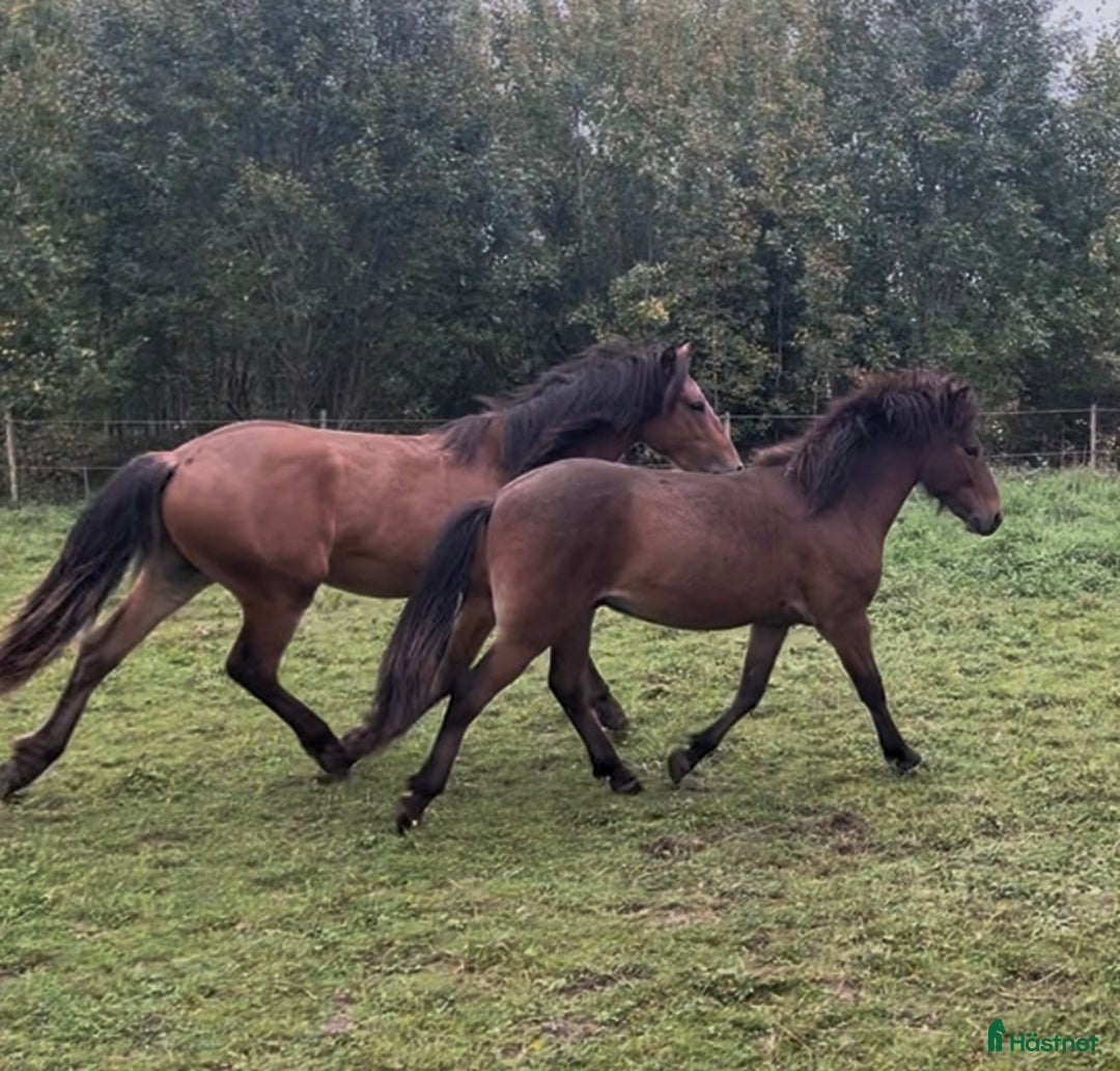 Island hästar till salu: Fin hingståring  i Sala - Annons 5
