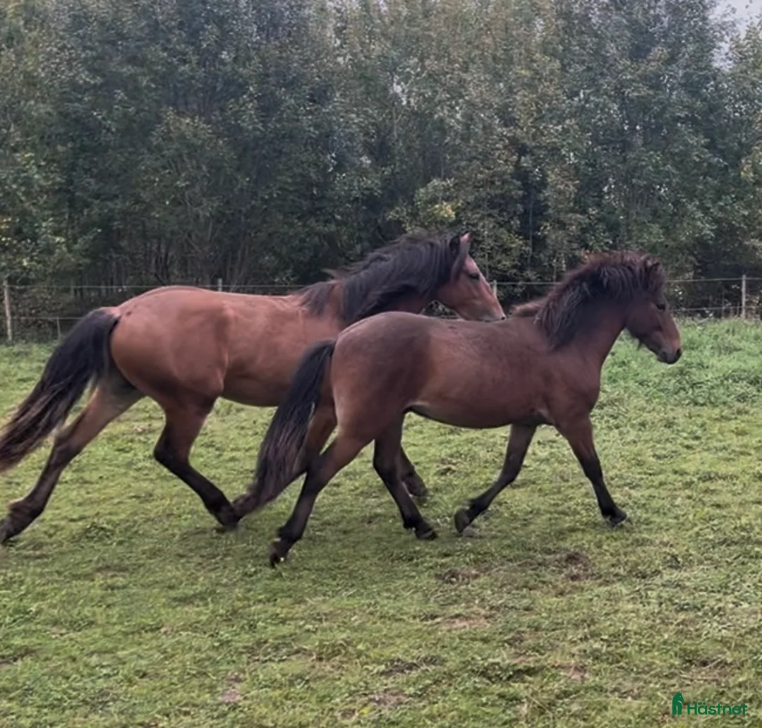 Island hästar till salu: Fin hingståring  i Sala - Annons 5