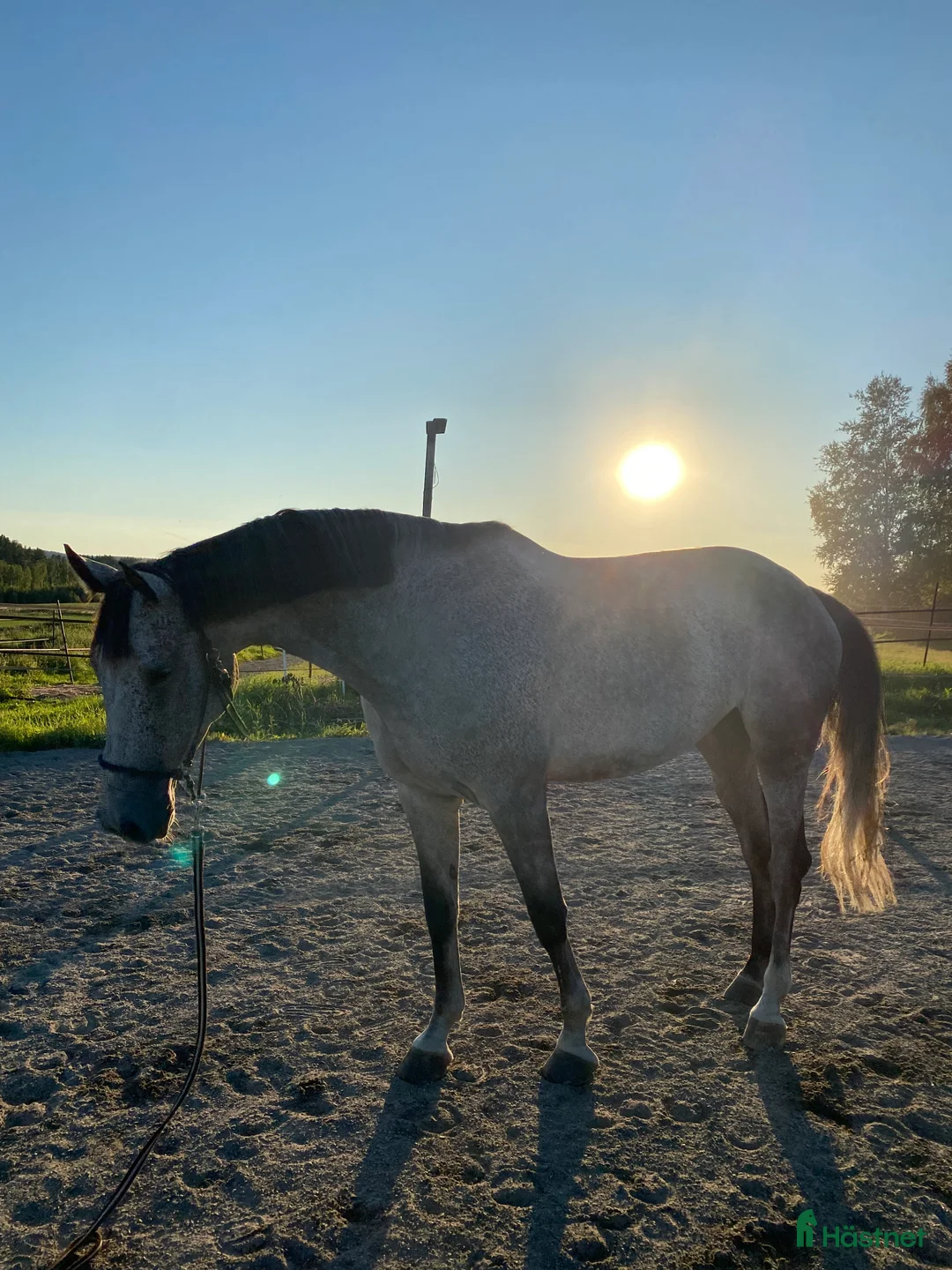 Hoppning hästar till salu: Fantastisk tävlingshäst  - Annons 2