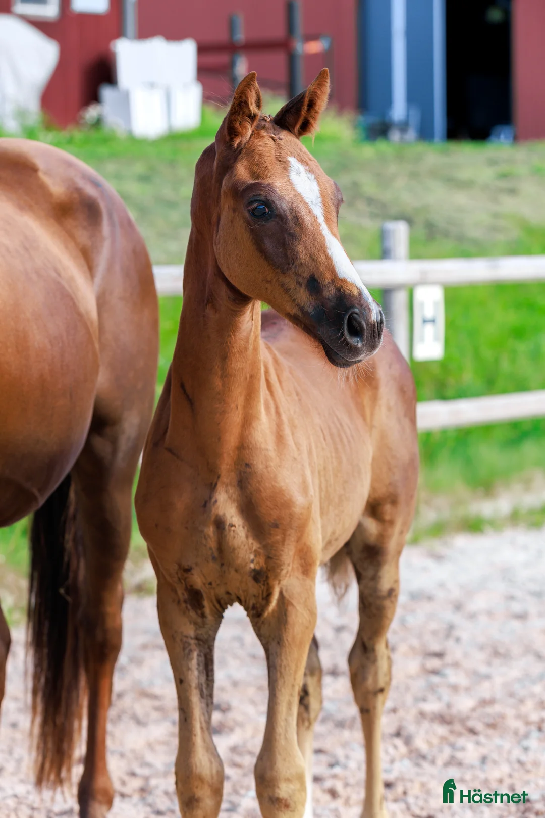 Dressyr hästar till salu: Dressyrämne för toppsporten i Östervåla - Annons 1