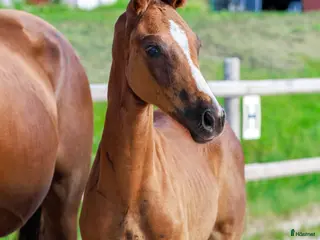 hästar Dressyrämne för toppsporten - Annons 7