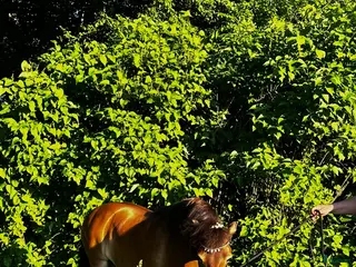 hästar Super snäll ponny☀️ - Annons 18