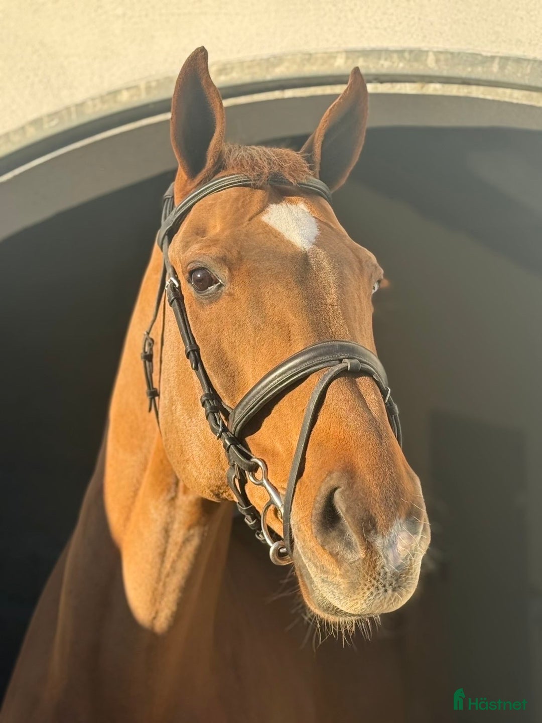 Träns hästutrustning till salu: Globus Allround träns i Flyinge - Annons 1