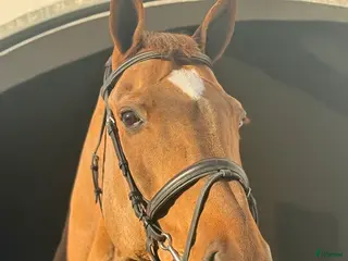 Träns hästutrustning Globus Allround träns i Flyinge - Annons 5