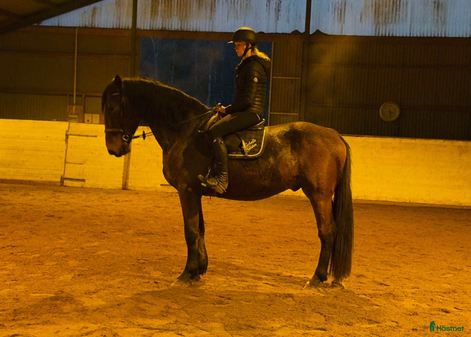  hästar Trygg bästavän i Borås - Annons 16