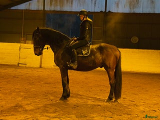 hästar Trygg bästavän i Borås - Annons 16