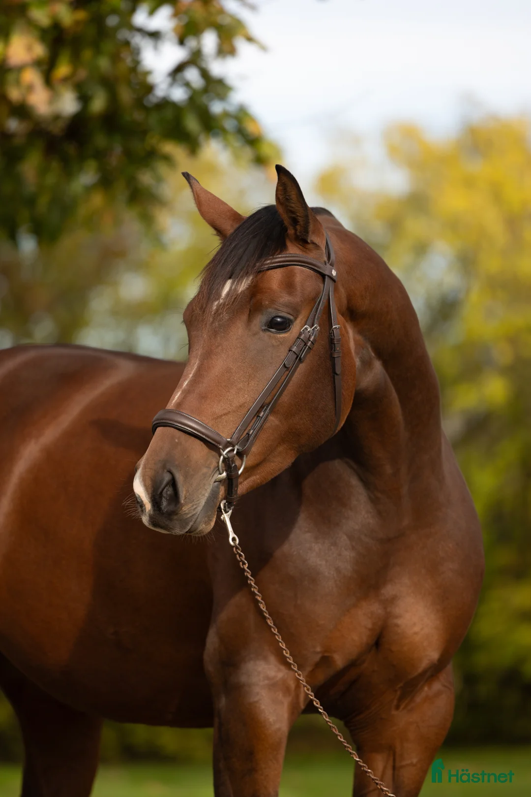 Dressyr hästar till salu: Madison i Hajom - Annons 2