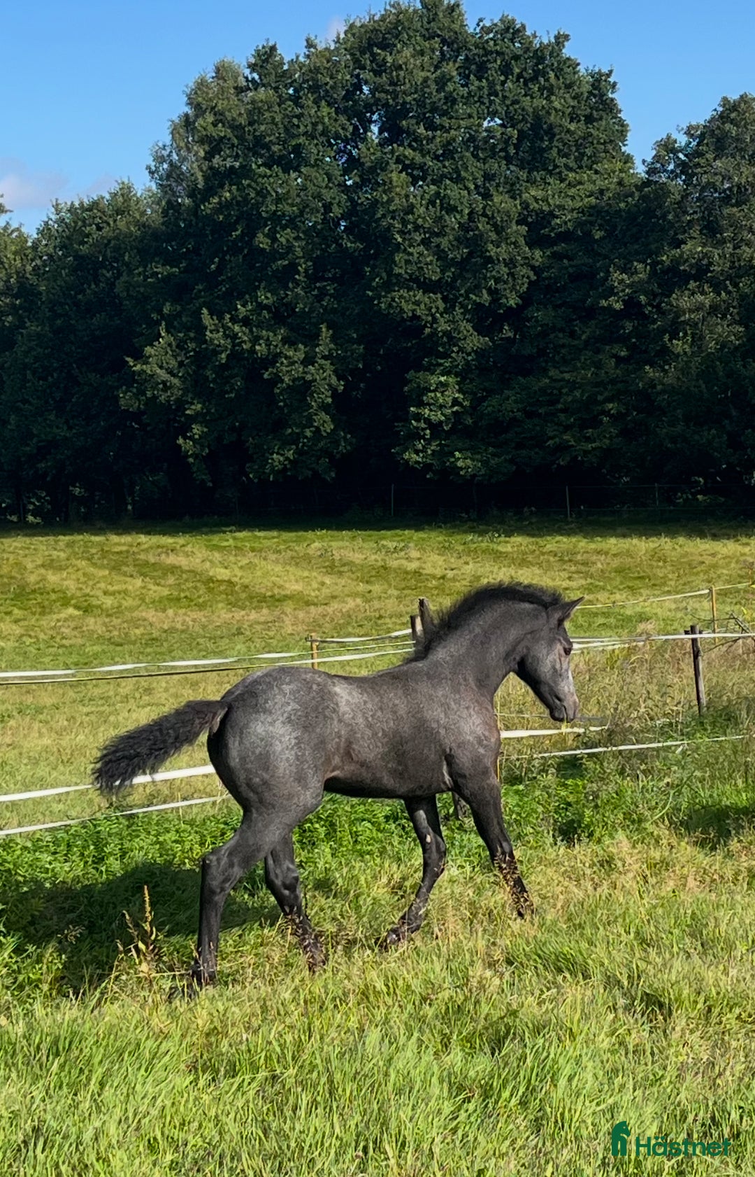 Allround hästar till salu: Välhanterad connemara i Getinge - Annons 1