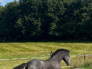 Allround hästar till salu: Välhanterad connemara i Getinge - Annons 1