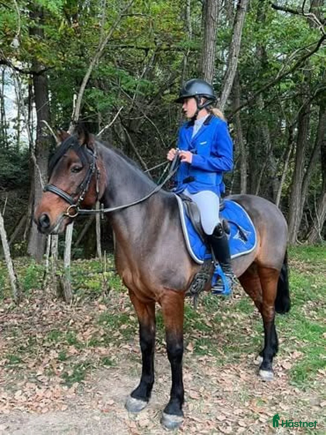 Hoppning hästar till salu: Competitive 138 C Schoolmaster Pony in France  i Stockholm - Annons 6