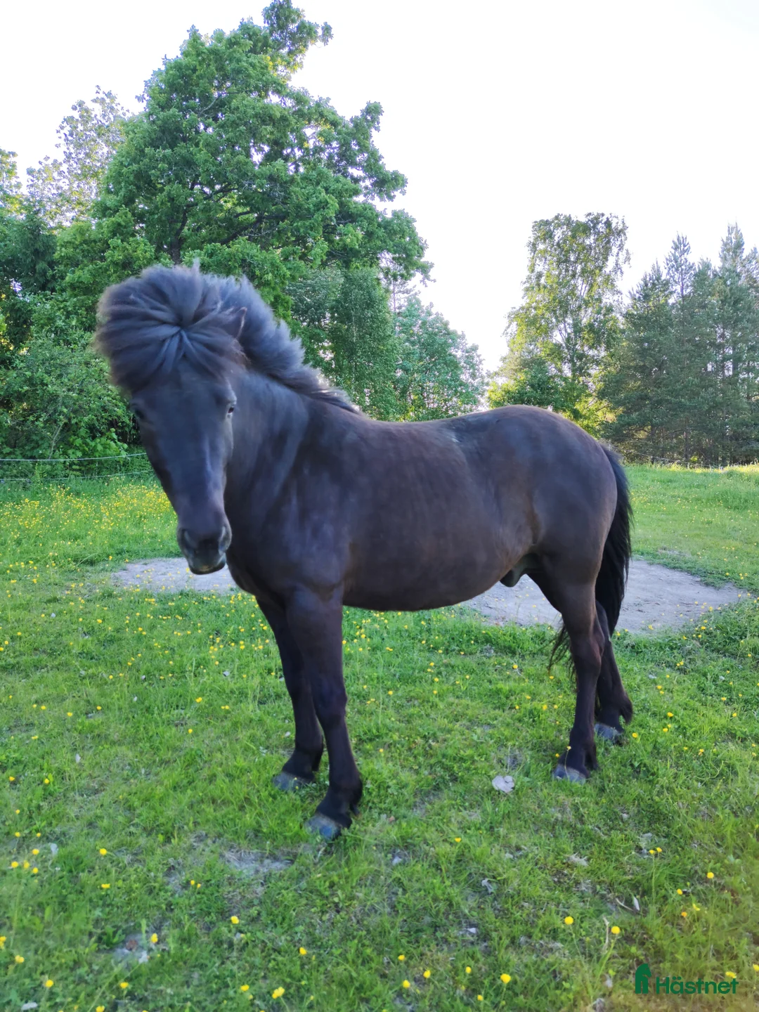  stallplats finnes: Stallplats och bete - Annons 4