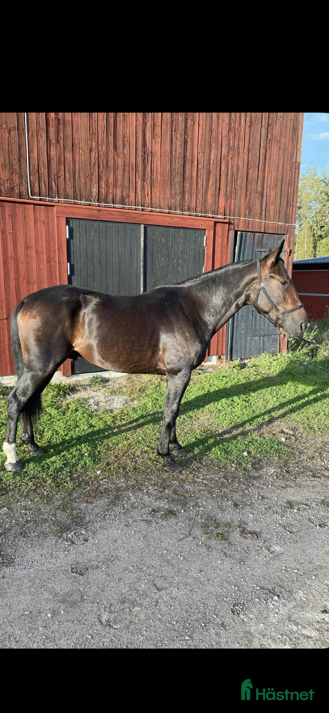 Trav hästar till salu: Starthäst i Hedesunda - Annons 1