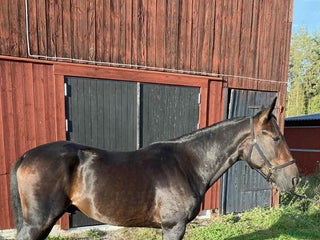 hästar Starthäst i Hedesunda - Annons 2