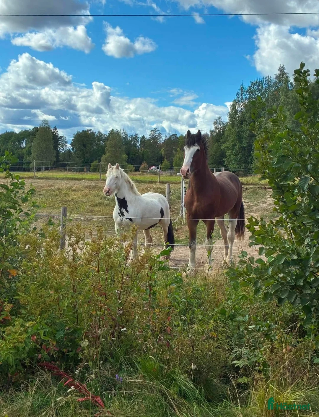  medryttarhäst finnes: Mindre C-ponny söker medryttare! - Annons 2