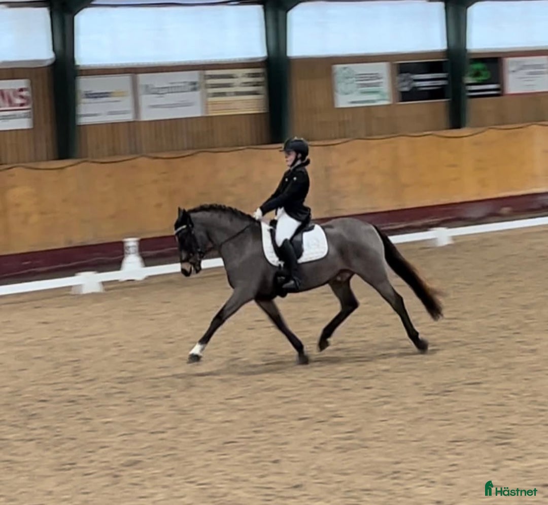 Dressyr hästar till salu: Guldkille till salu! i Kvissleby - Annons 10