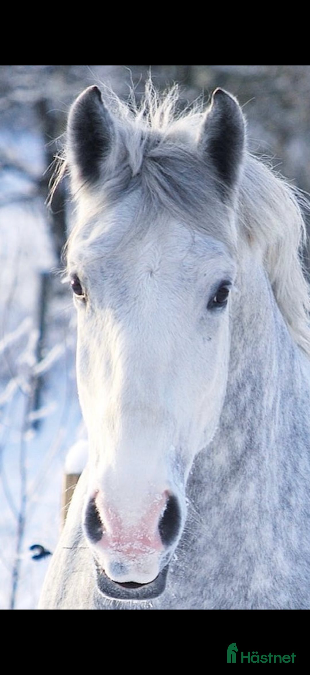 Allround hästar till salu: Häftig häst med hjärtat på rätt ställe i Kumla - Annons 2