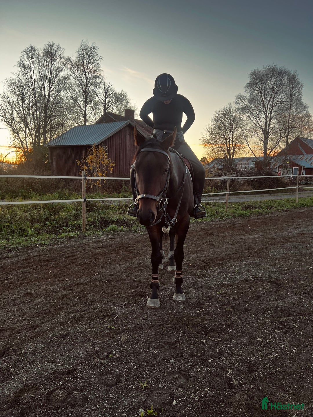 Allround hästar till salu: Underbar bästavän säljes/lånas ut i Luleå - Annons 2