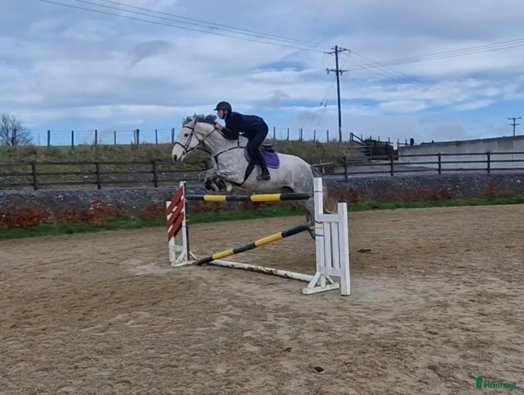 Allround hästar till salu: Irish sport horse  i Göteborg - Annons 1