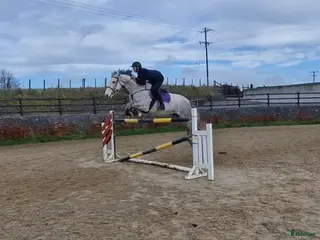 hästar Irish sport horse i Göteborg - Annons 3