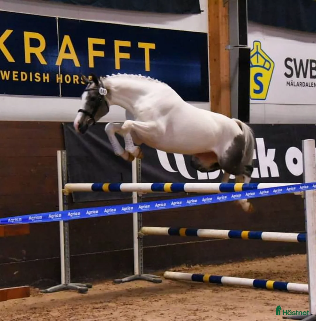  medryttarhäst finnes: Kalypso söker medryttare i Bro - Annons 2