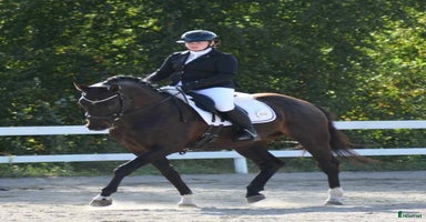  hästar i Örnsköldsvik - Annons 15