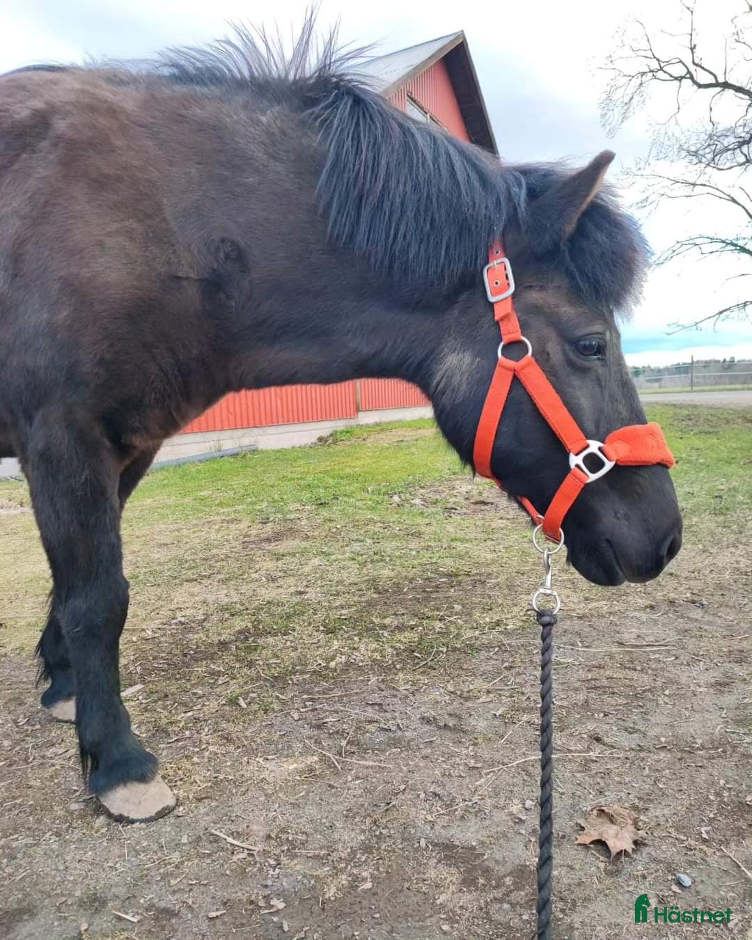  foderhäst finnes: Islandssto lämnas ut på foder/säljes i Karlskoga - Annons 3