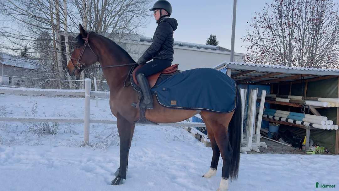 Allround hästar till salu: Socialt och trevligt sto med framtiden för sig - Annons 5