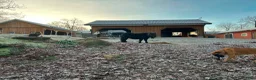 Allround hästar till salu: Välstammad, trygg och lättsam shetlandsponny - Annons 3