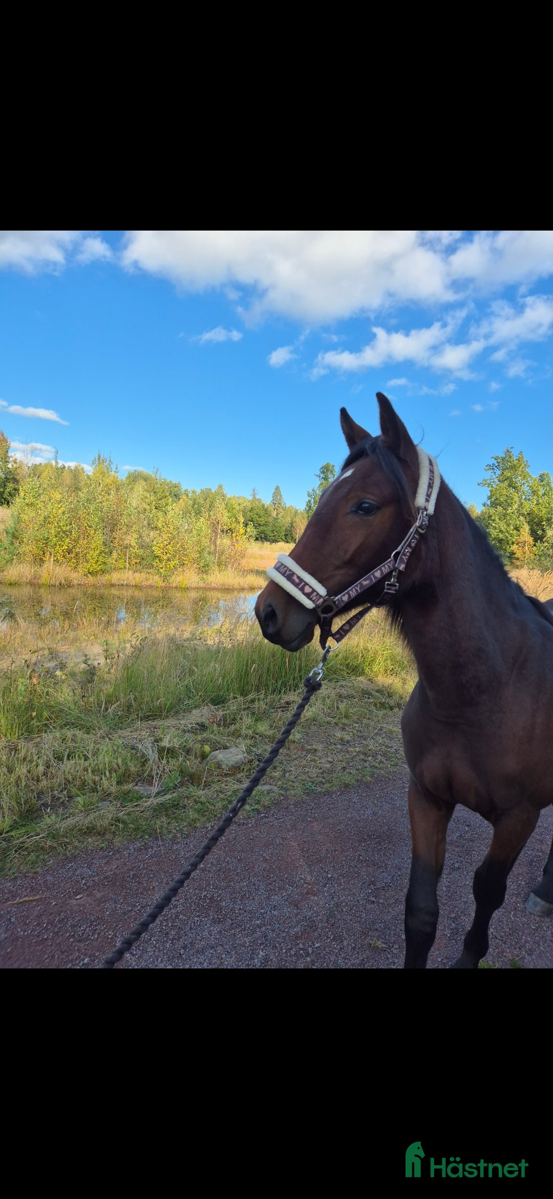  stallplats finnes: Lösdriftsplats i Kalmar - Annons 2