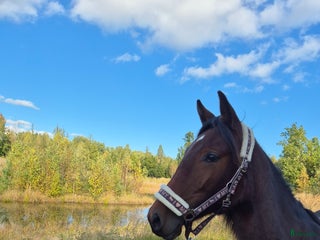 stallplats finnes: Lösdriftsplats i Kalmar - Annons 2