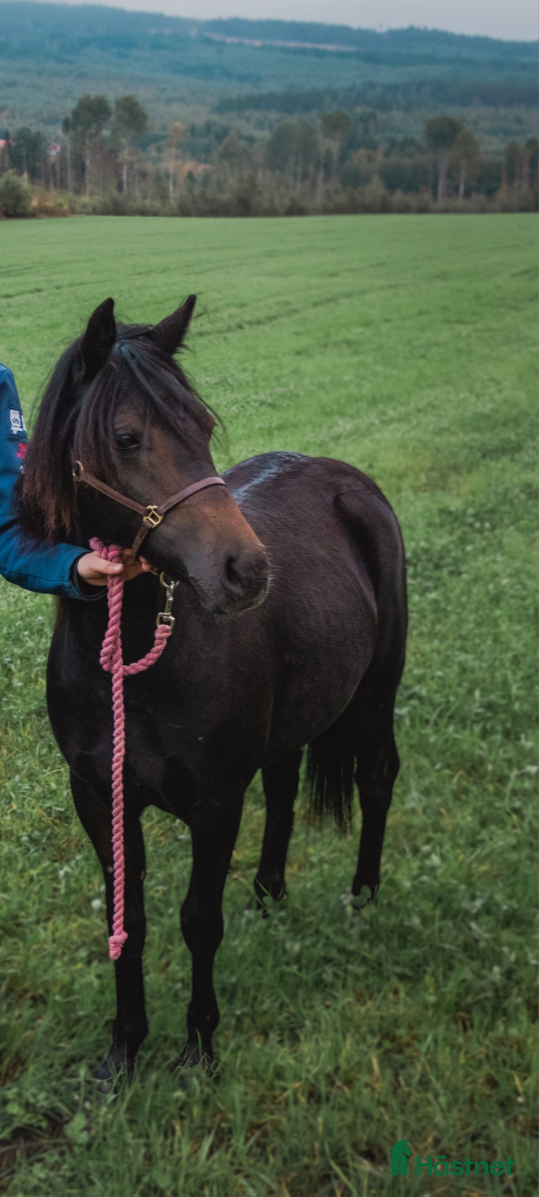 Allround hästar till salu: Underbart ungsto B-ponny i Bjästa - Annons 1