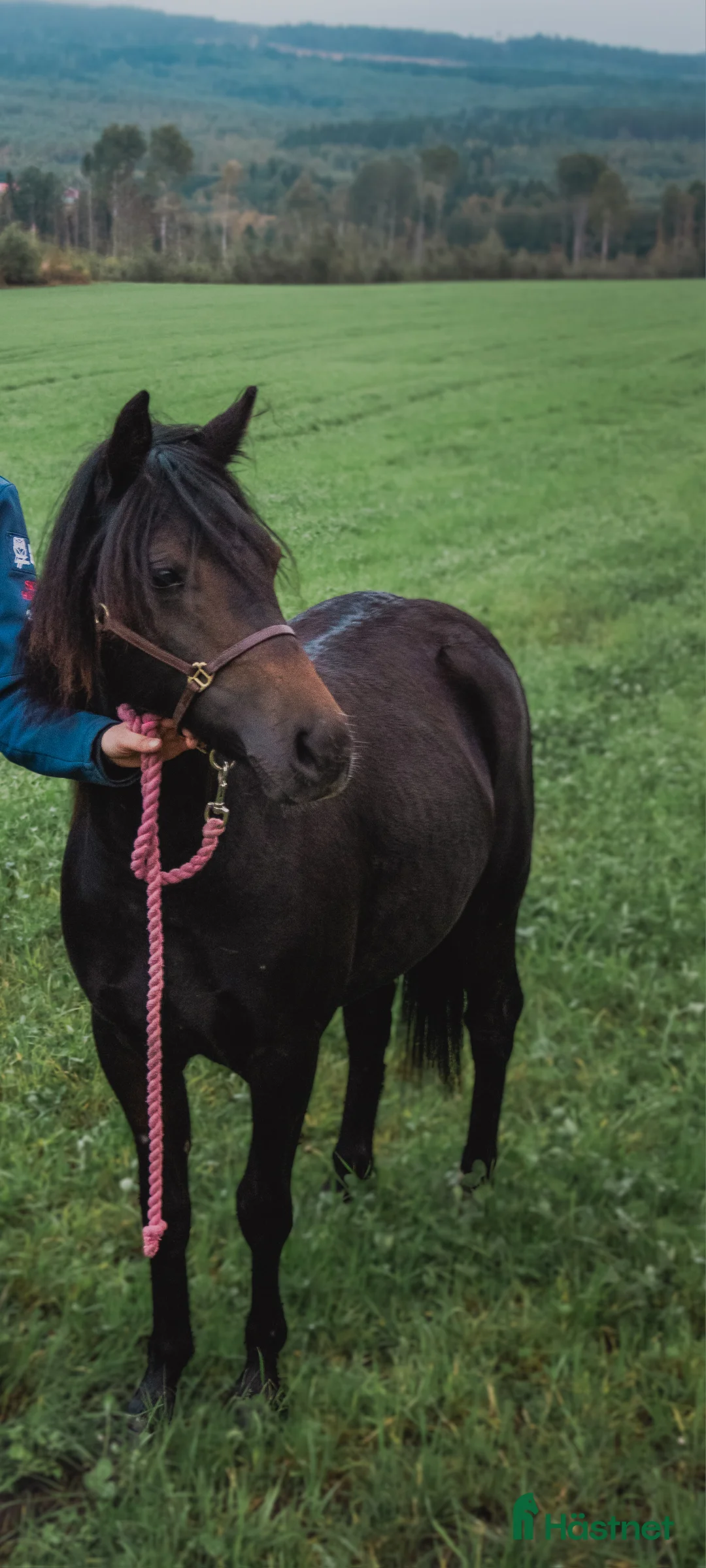 Allround hästar till salu: Underbart ungsto B-ponny, ev bytes. - Annons 1