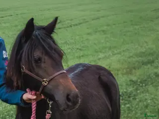 hästar Underbart ungsto B-ponny, ev bytes. - Annons 8