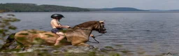 Hoppning hästar till salu: Läromästare - Annons 9