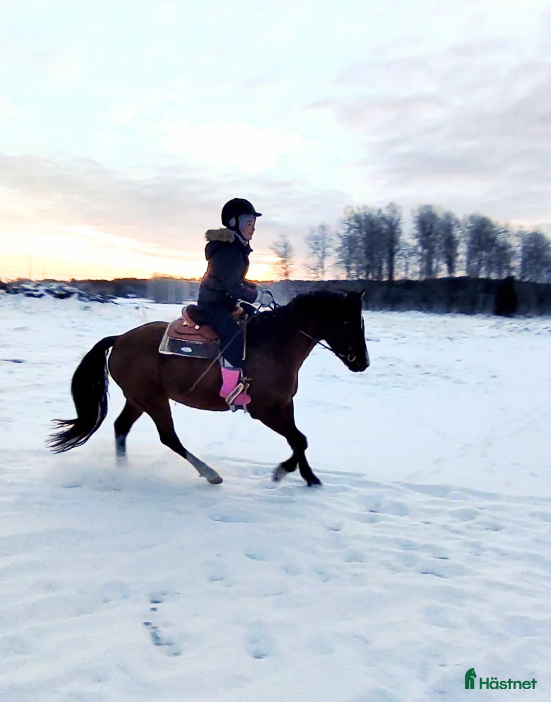 Allround hästar sökes: Ponny köpes! - Annons 1