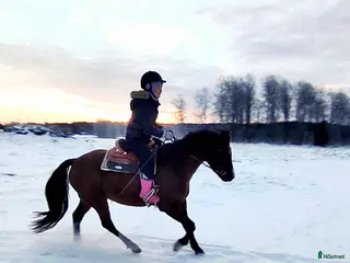 hästar Ponny köpes! - Annons 1