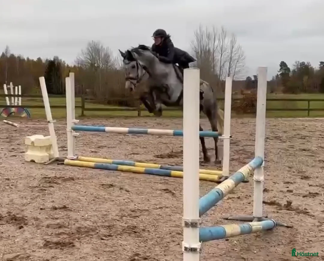 Allround hästar till salu: 8-årig multitalang🌟 - Annons 2