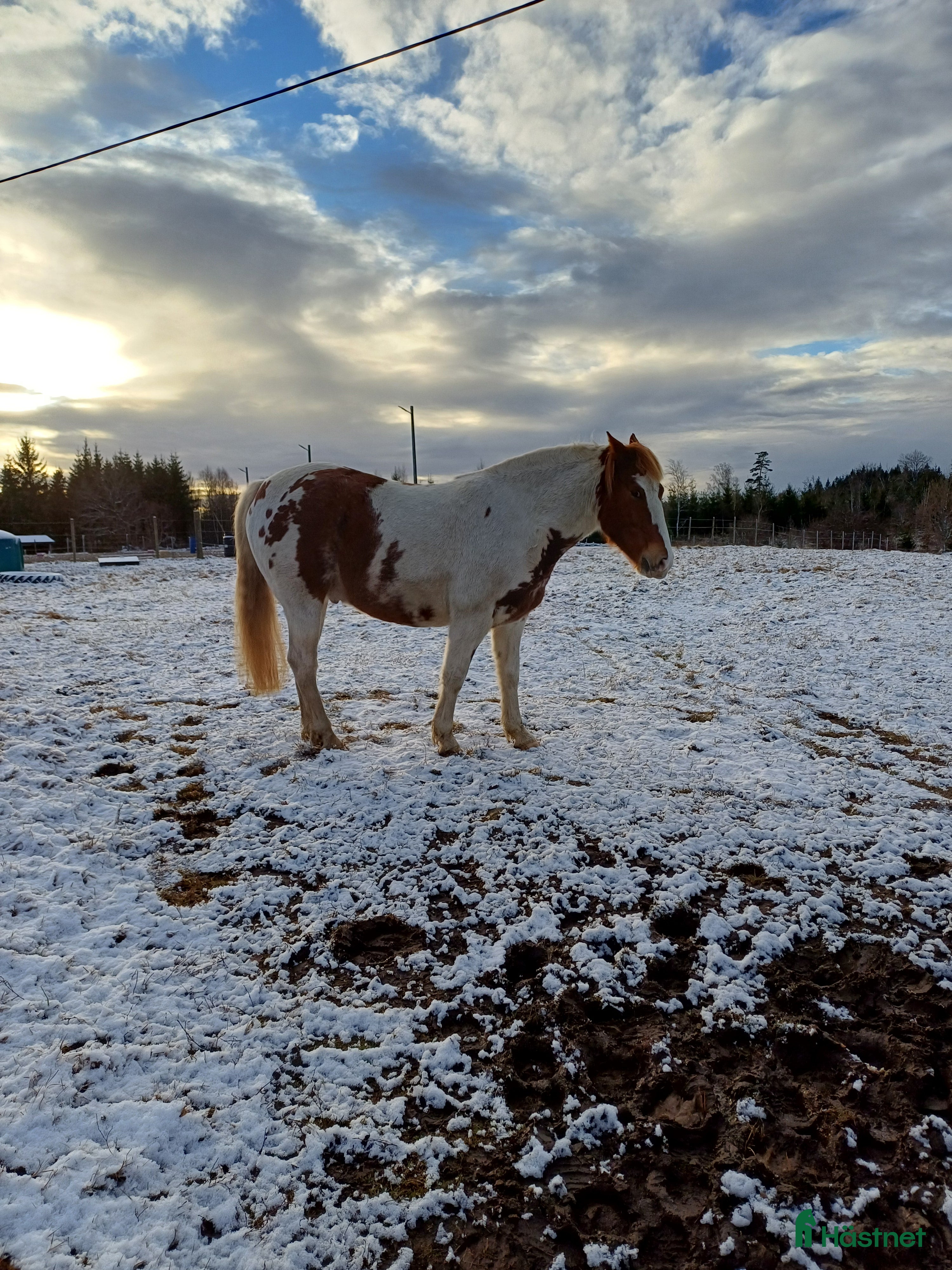  hästar Positiv valack - Annons 12