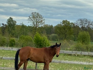 hästar Fälttävlan/ Hoppning i Röstånga - Annons 3
