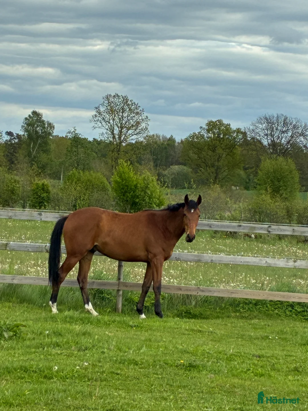 Fälttävlan hästar till salu: Hopphäst  - Annons 1