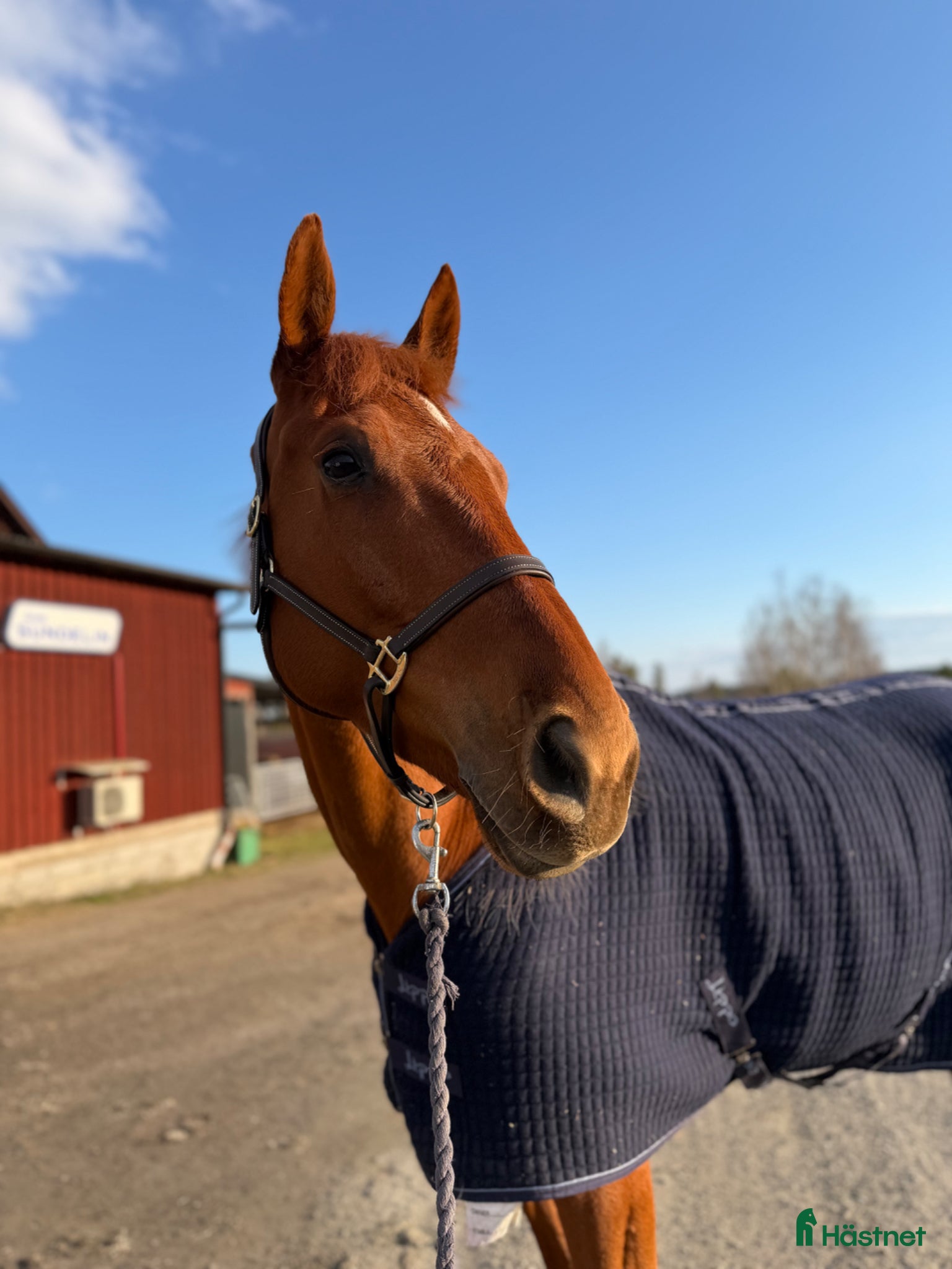  hästar Fin 7 åring säljes  - Annons 2