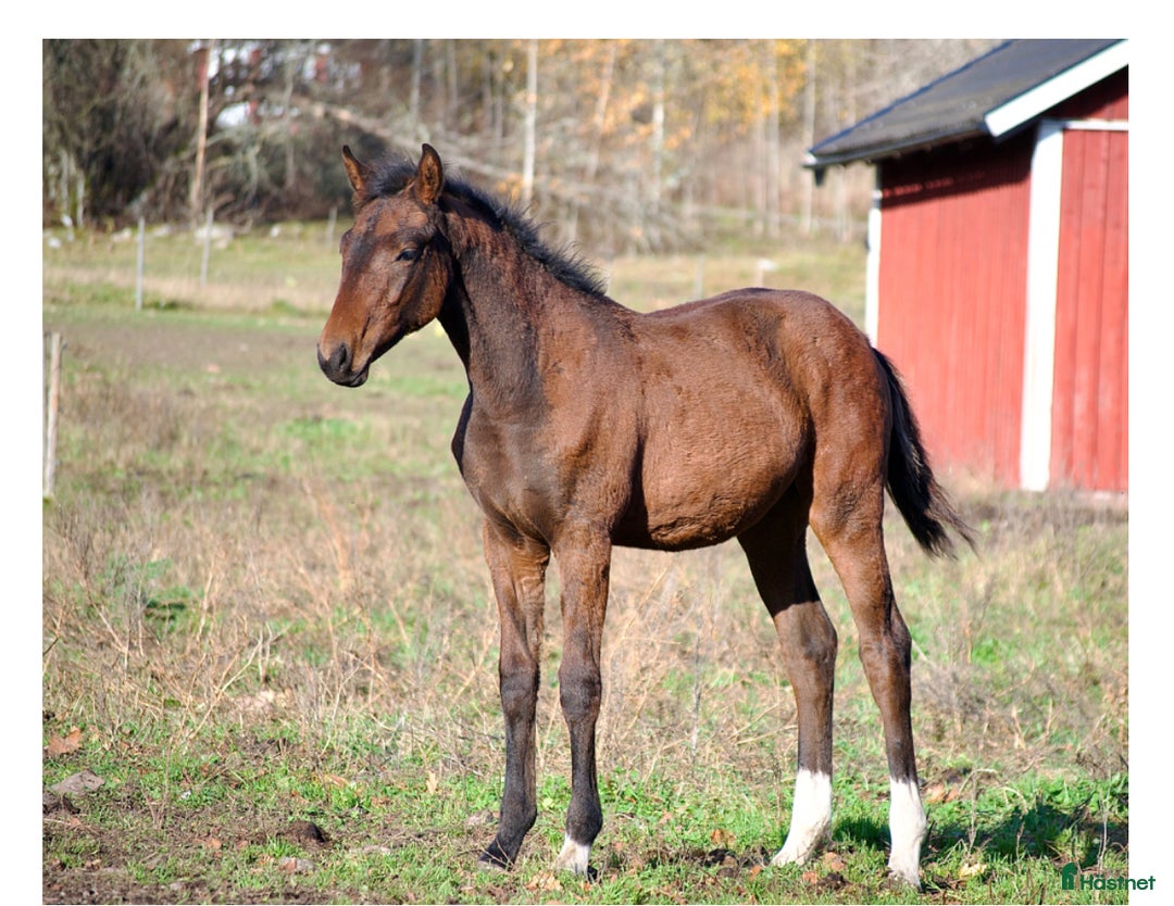 Dressyr hästar till salu:  83,3 % KNOCKANDO VH - BOCELLI i Braås - Annons 5