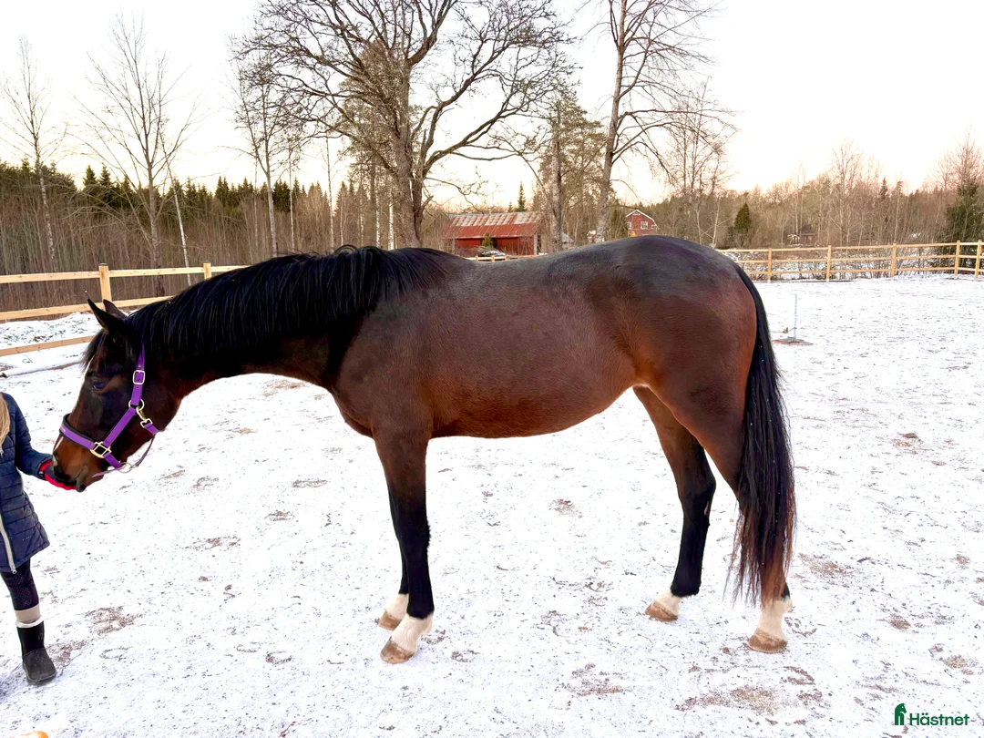 Allround hästar till salu: Uttrycksfullt sto, eventuellt bytes - Annons 2