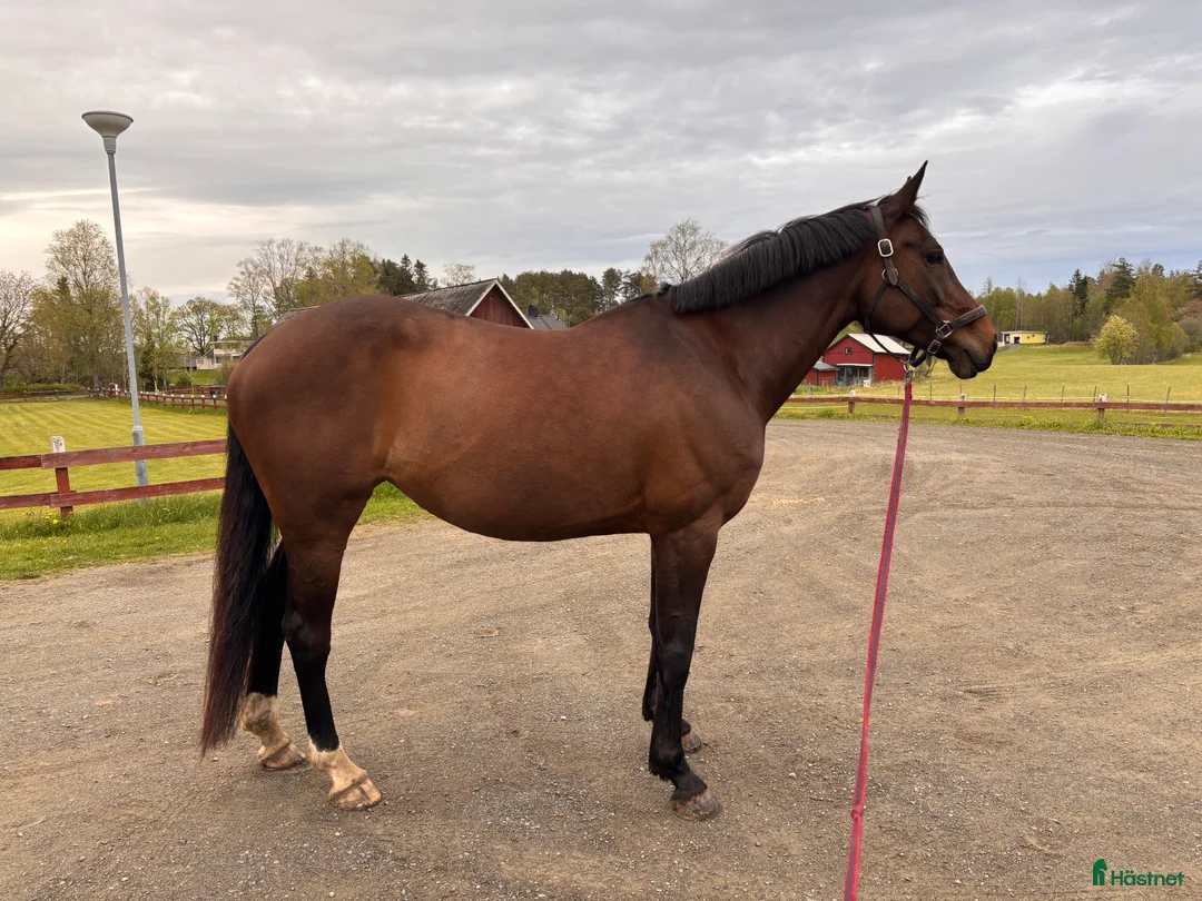 Hoppning hästar till salu: Trevligt sto född 2013 - Annons 2