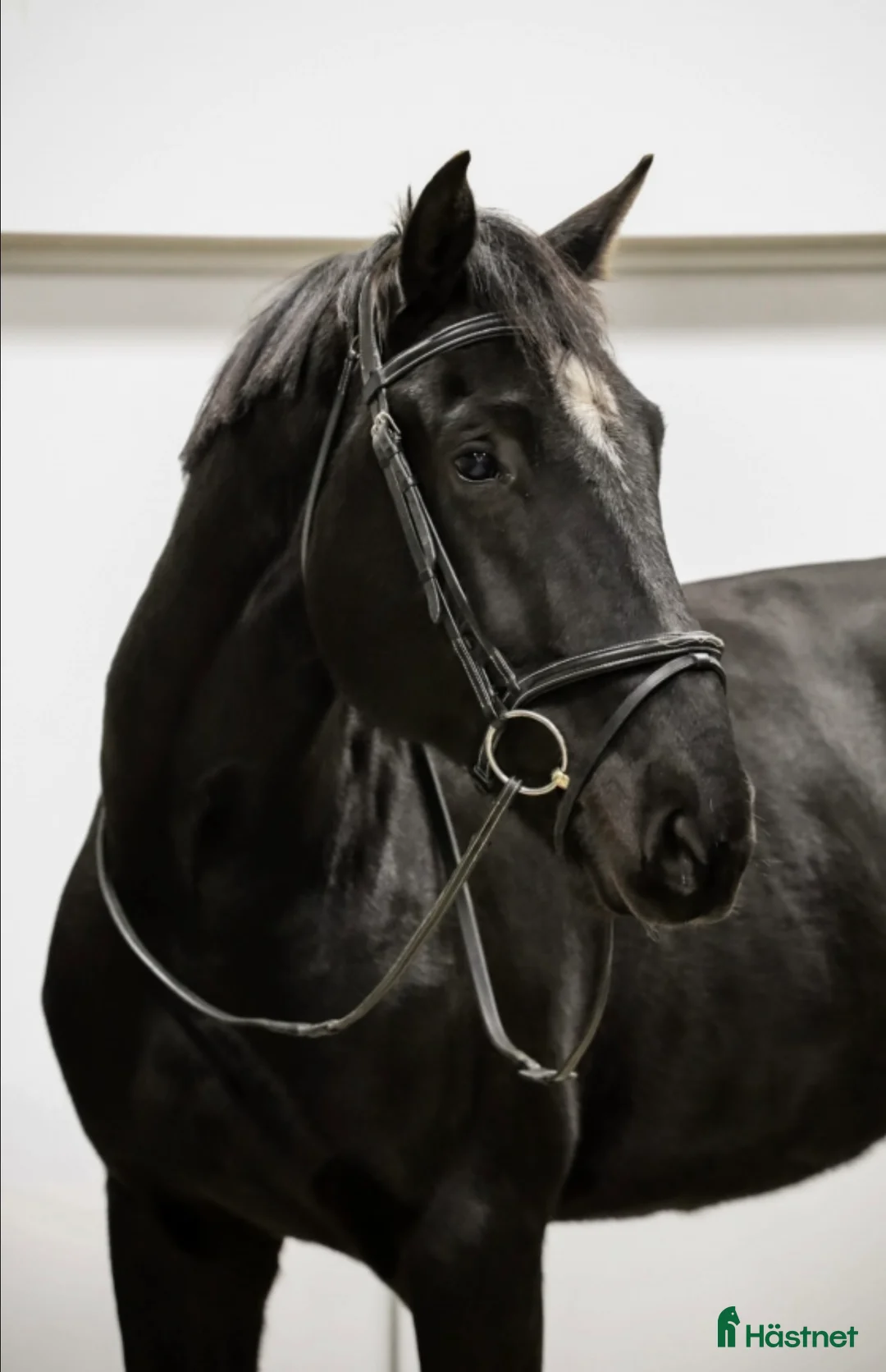 Allround hästar till salu: Din framtida stjärna inom hoppning eller dressyr  i Valbo - Annons 1