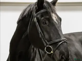 hästar Din framtida stjärna inom hoppning eller dressyr i Valbo - Annons 3
