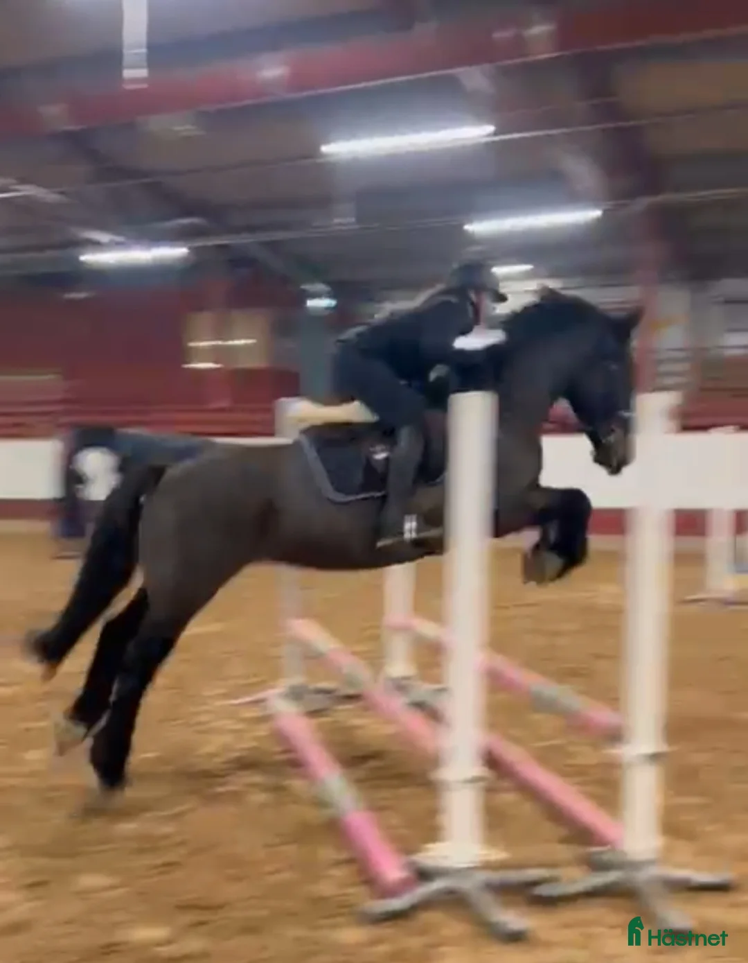 Allround hästar till salu: Snäll D-ponny i Mora - Annons 3