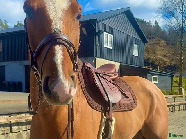 hästar till salu: Unghest for de større klassene - Annons 2