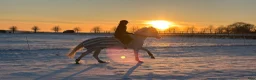 Allround hästar till salu: Världens finaste Boy - Annons 7